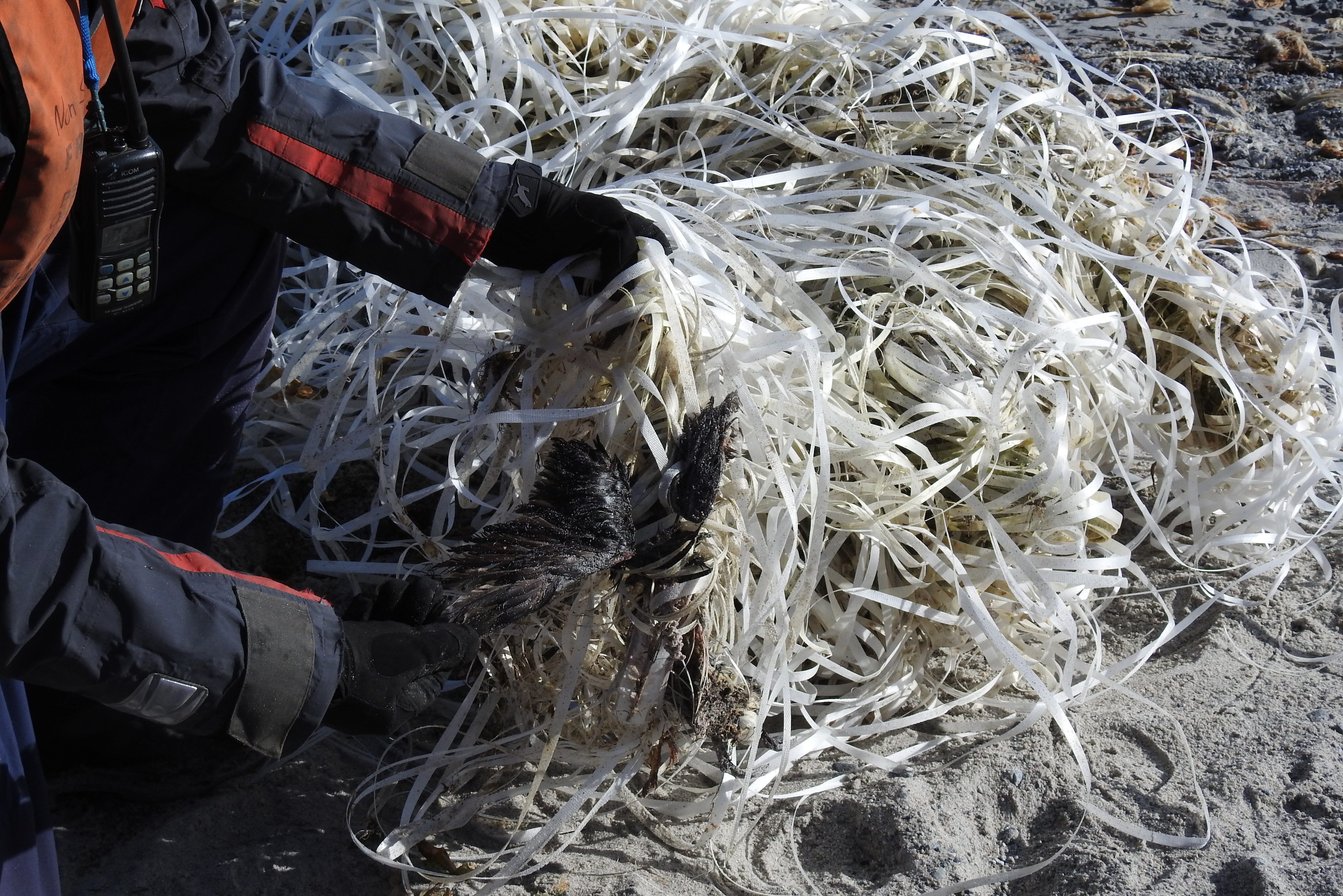 Plastikprojekt, Spitzbergen